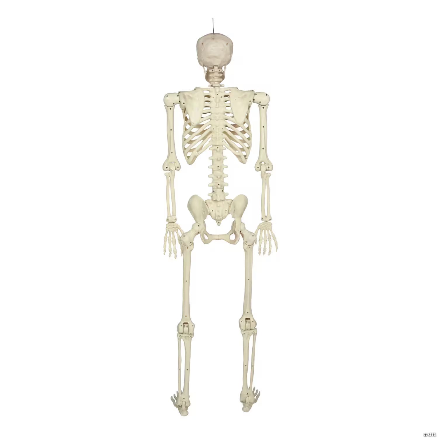 5 Ft. Hanging Multi Pose-N-Stay Life-Size Skeleton Halloween Decoration