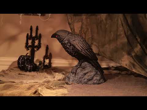 Load video: Raven Head Turning With Sound