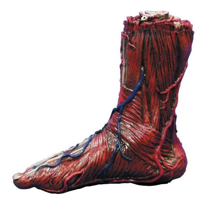 Skinned Right Foot - Jokers Costume Mega Store