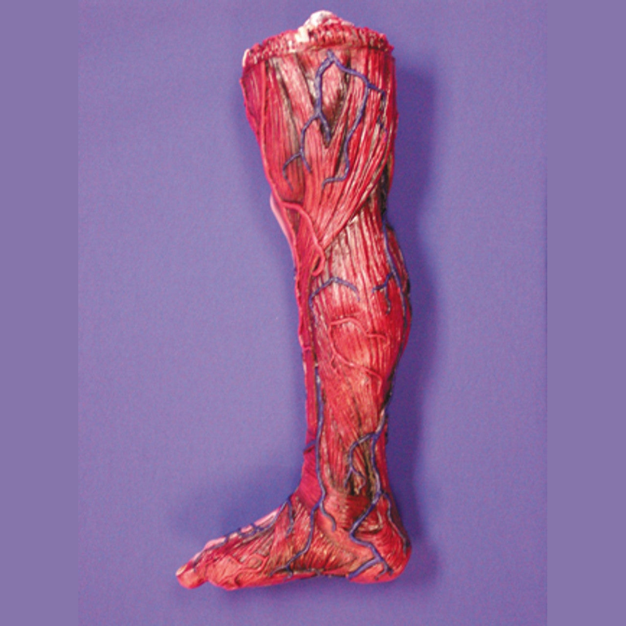 22" Skinned Right Leg Prop