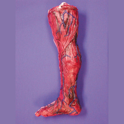 22" Skinned Right Leg Prop