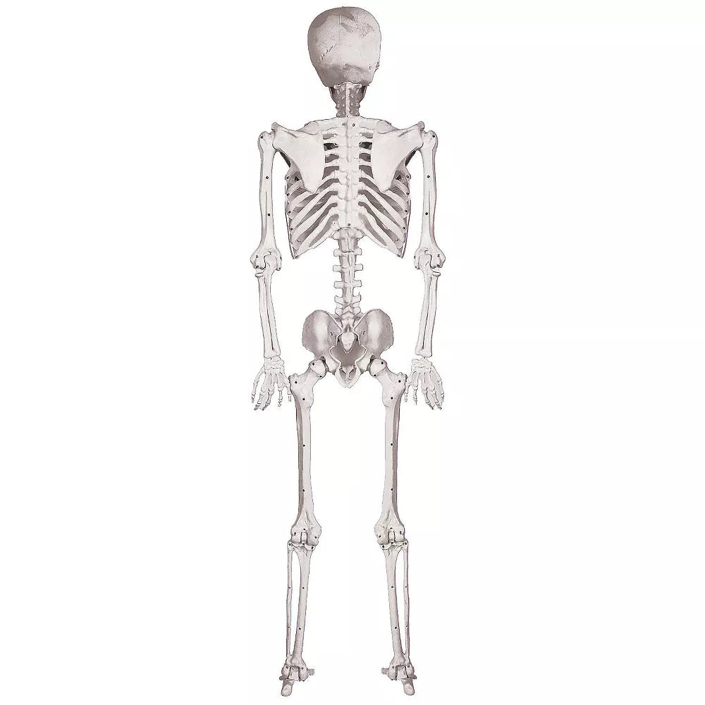 Life-Size Human Skeleton Prop with Removable and Movable Parts for Anatomy Study