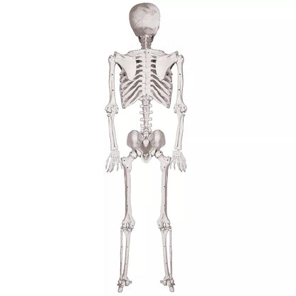 Life-Size Human Skeleton Prop with Removable and Movable Parts for Anatomy Study