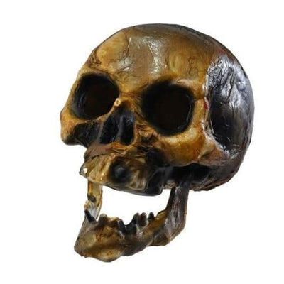 Decaying Skull 20cm - Bone