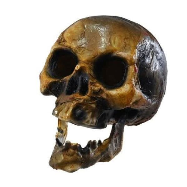 Decaying Skull 20cm - Bone