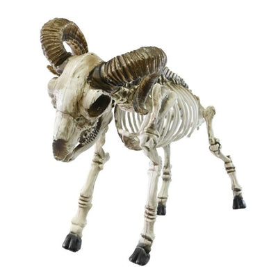 Goat Skeleton 50cm