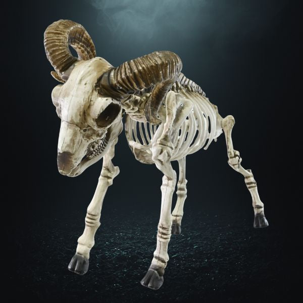 Goat Skeleton 50cm