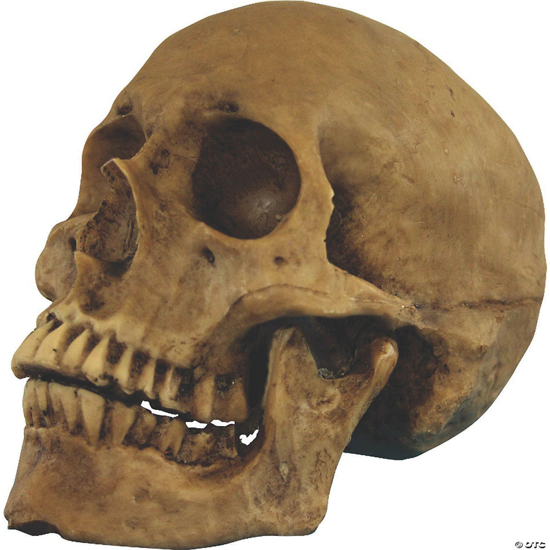 Small skull resin cranium with intricate details and realistic design for home decor