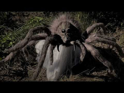 Harry Potter Aragog Jumping Spider