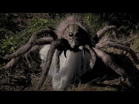 Harry Potter Aragog Jumping Spider