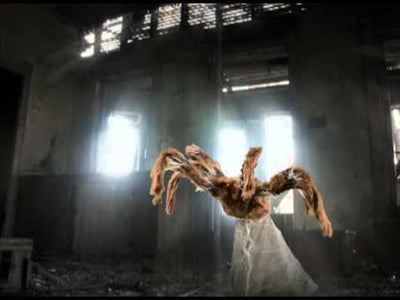 Jumping Spider Brown